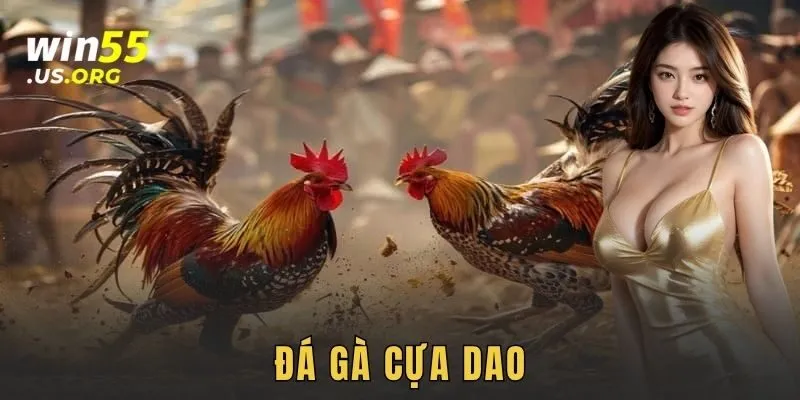 Đá gà cựa dao WIN55