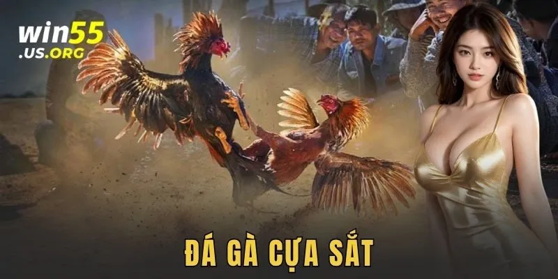 Đá gà cựa sắt WIN55
