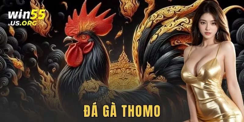 Đá gà thomo WIN55