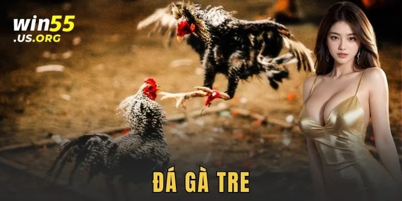 đá gà tre WIN55